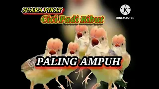 Download suara pikat burung Cici Padi (Golden headed cisticola /Cici Padi Kepala Merah) ribut paling ampuh MP3