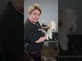 How to emulate a handstripped finish - Fox Terrier Trim Masterclass