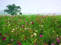 Minuet - Luigi Boccherini - String Quintet in E Major, Op.11 No.5