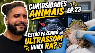 Curiosidades ANIMAIS! Ep.23 - Exame ANFÍBIO