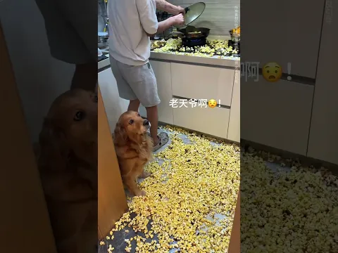 Dog: Nothing to do with me; I don't like popcorn... #dog #goldenretriever #pets #funny #cute