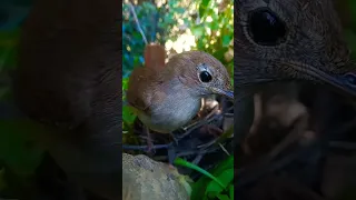 طائر العندليب يهاجم الكاميرا Nightingale Attacks The Camera 