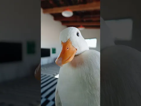 Where are you? #petduck #ducks #funny