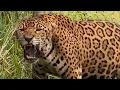 Download Lagu Yaguareté Enfurecido - La Furia del Jaguar