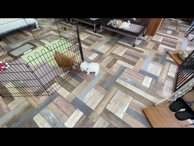 動画