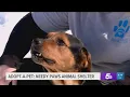 Adopt-A-Pet Abby and Rocky at Needy Animal Shelter in Clarksville