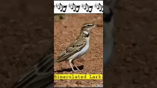 افضل صوت زرعي إهداء لكل صياد 