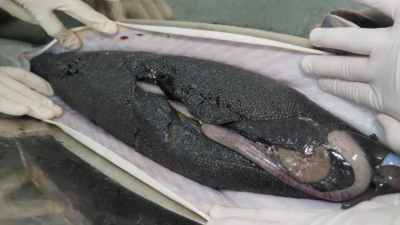 이 놈 한 마리 가치가 무려 1500만원? 세계 3대 진미 캐비어가 만들어지는 과정 / How caviar is made / Korean street food