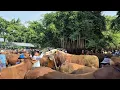 Lagu 23.500‼️SAPI JUMBO NUMPUK GAK LAKU | Pasar Sapi Tuban