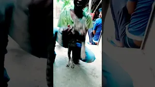                   دندنها