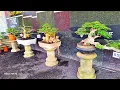 Download Lagu REVIEW HARGA BAHAN BONSAI MURAH MERIAH Wa0\u00265330175237 (BP Lumanjang)