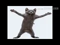 warning LOUD cat dancing GIF