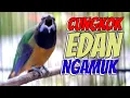 Download Lagu NEMBAK INI SEMUA MUSUH DROP MENTAL.. Cucak Cungkok Edan Full Tembakan Istimewa #cucakcungkok