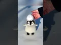 Download Lagu I want to kiss this baby #cute #adorable #pet #penguin #babyanimals #fluffy #cuteanimal