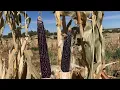 Harvesting Jemez Pueblo Native American blue corn 9-22-2024