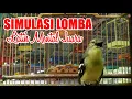 Simulasi Lomba Cipoh / Sirtu Untuk Terapi Melatih Mental Sirtu Anda 100% AMPUH