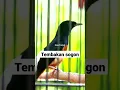 Download Lagu Murai batu isian sogon