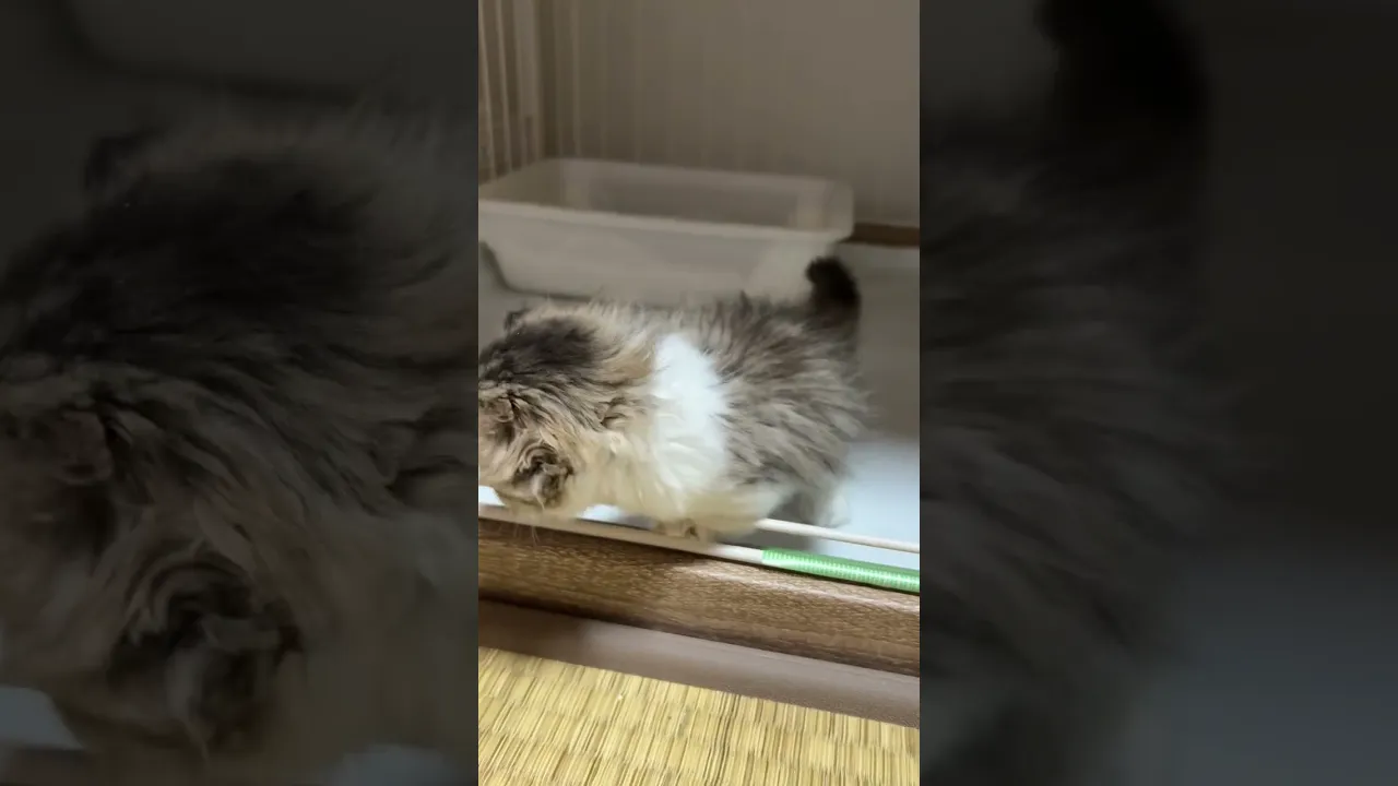 動画