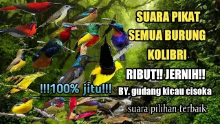 suara pikat semua burung kolibri ribut paling ampuh di kelasnya