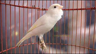 تدريب الكناري على التغريد  صوت تحفيزي لتعليم الفراخ و تنشيط الذكر  دندنها