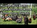 Download Lagu ngawur, ruu kuhp ayam peliharaan masuk dan makan di kebun orang, denda 10 juta