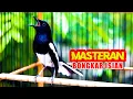 Download Lagu KACER NEMBAK ISIAN, MASTERAN KACER AGAR CEPAT GACOR
