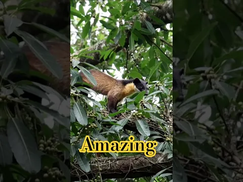 Shooting birds ep327 #wildlife #nature #cute #animals