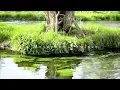 Luke Howard - In Metaphor , Solace (extended) - Relaxing music - Nature movie