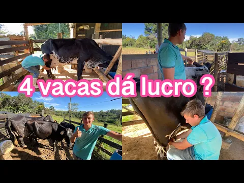 Download MP3 MEU LUCRO MENSAL COM 4 VACAS *vacas leiteiras em um sítio pequeno *