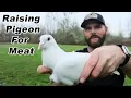 Raising Pigeons for Food Cooking Pigeon Jagerschnitzel Day 16 Homegrown Challenge - Shawn Woods