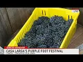 Download Lagu Stomping grapes at Casa Larga's Purple Foot Festival