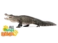 ALLIGATOR Animals For Kids All Things Animal TV
