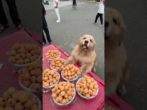 Golden Retriever Trade Time #shorts #dogs