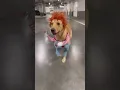 Chucky Pet Costume Link In Bio UP TO 80 OFF