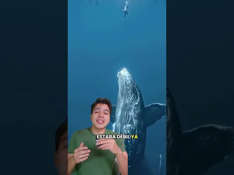 1ra vez que se ve como se aparean las ballenas Jorobadas!! 🐋🐋 #ballena #vidamarina #delfines