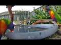 Australian Bird Bath Cam | 10/1/26 | rainbow lorikeets | magpie larks | galahs  drinking & bathing