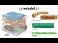 Introduction to the Cytoskeleton Structure and Function of Key Filaments