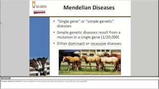 Equine Genetics 101