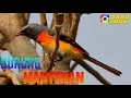 Download Lagu Burung Mantenan ( Sepah Kecil ) di alam liar