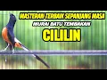 Lagu MASTERAN BURUNG MURAI BATU GACOR ISIAN CILILIN PANJANG