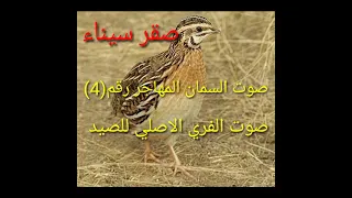 صوت السمان والفري المهاجر  أفضل صوت للأجهزة  ارجوا الاشتراك فضلا   دندنها