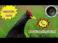 Download Lagu 🔊 Suara Burung Jalak Air 📞 Efek Suara Terbaik untuk Menarik Burung Jalak Air 💯 Unduh Suara MP3 Gratis 🙂