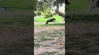 Violet loving life at the dog park . #fyp #vlog #pets #doberman #dream