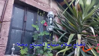 نجاح سلام صباح الصباح محلا دندنها