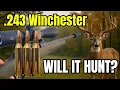 243 Winchester - Will It Hunt Bullet Drop Scope Dials Energy and MORE