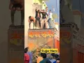 Download Lagu Gujjar Nami Dj Remix Kansh gurjar Restal #djtanisgujjar #dj #song #shortsvideo #shorts
