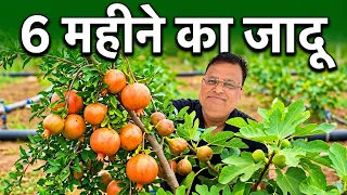 6 महीने में इतना Growth! Drip Irrigation ने Fruit Plant का Result बदल दिया! Jain Pipe Traders Pvt Lt