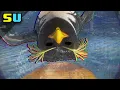 Download Lagu The Surfs Up Game on GameCube is BROKEN