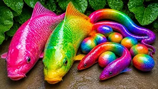 Catch beautiful aquarium fish in small pond baby turtles, 메기, 비단잉어, 거대 비단뱀, 장어, 상어, 악어