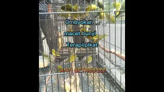 Download Terapi burung pleci paling andalan ‼️#pikat #pleci #plecigacor MP3